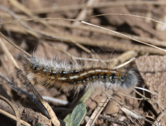 Malacosoma constricta
