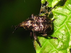 Aspidobyctiscus lacunipennis
