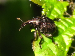 Aspidobyctiscus lacunipennis