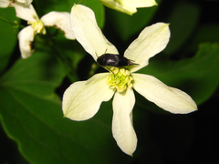 Clematis terniflora mandshurica