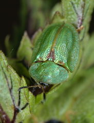 Cassida stigmatica