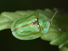 Cassida stigmatica