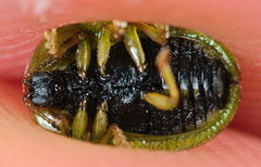 Cassida stigmatica