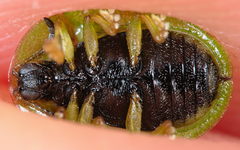 Cassida stigmatica