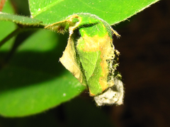 Cycnotrachelus cyanopterus