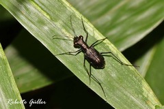Odontocheila chrysis