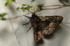 Phaeoura mexicanaria
