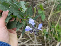 Salvia pallida
