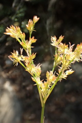 Juncus rugulosus