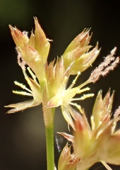 Juncus rugulosus