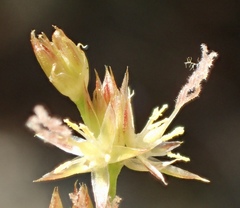Juncus rugulosus