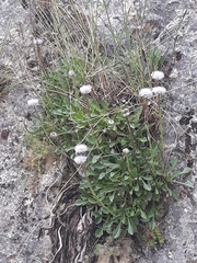 Globularia spinosa