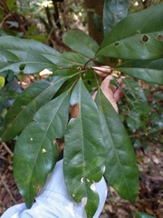 Elaeocarpus eumundii