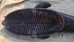 Whalesucker photo 5