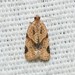 Garden Tortrix - Photo (c) Royal Tyler, some rights reserved (CC BY-NC-SA), uploaded by Royal Tyler