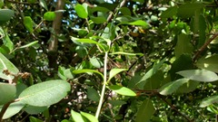 Gambelia juncea