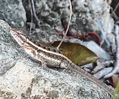 Sceloporus variabilis