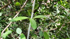 Gambelia juncea