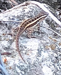 Sceloporus variabilis