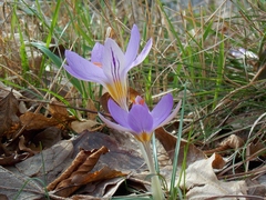Crocus imperati