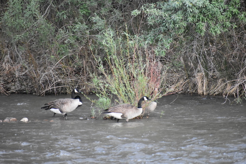 Canada Goose photographed in New Mexico