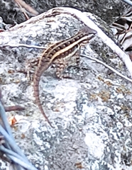 Sceloporus variabilis