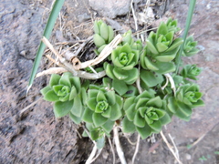 Sedum ebracteatum