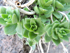 Sedum ebracteatum