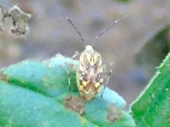 Taedia marmorata
