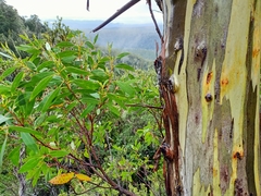 Eucalyptus coccifera