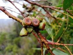 Eucalyptus coccifera