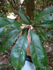 Elaeocarpus eumundii