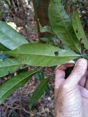 Elaeocarpus eumundii