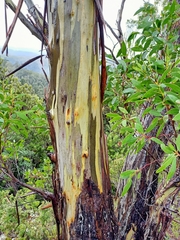 Eucalyptus coccifera