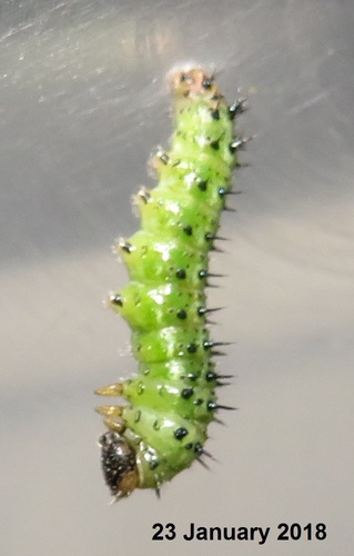Boisduval's Tree Nymph