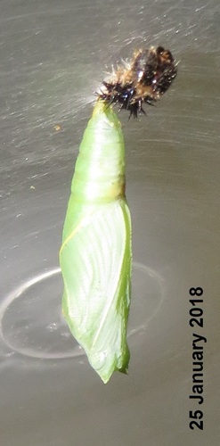 Boisduval's Tree Nymph
