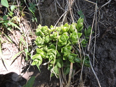 Sedum ebracteatum