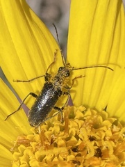 Cortodera