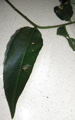 Sclerocroton integerrimus