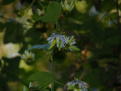 Passiflora urnifolia