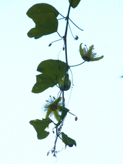 Passiflora urnifolia