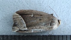 Capis curvata