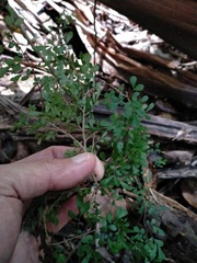 Phyllanthus microcladus