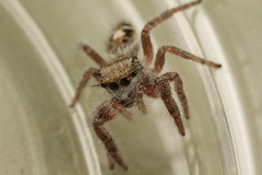 Phidippus insignarius