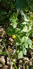 Geum