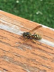 Polistes dominula