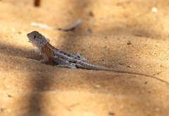 Chalarodon madagascariensis