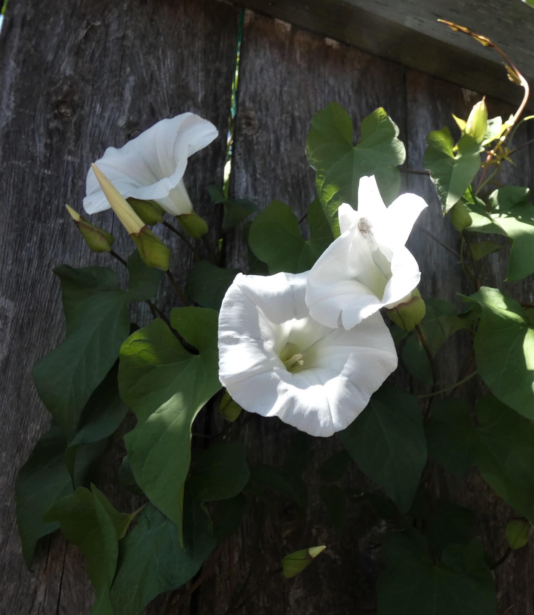 Calystegia silvatica ssp. disjuncta