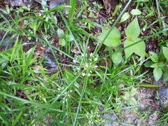 Cyperus luzulae