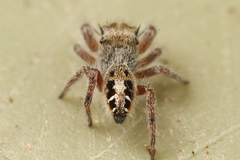 Phidippus insignarius